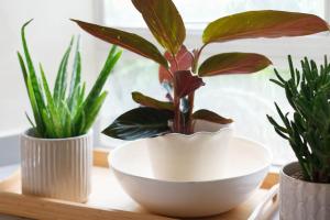 a plant in a white bowl on a shelf with three plants at Stylish Painswick Getaway in Painswick