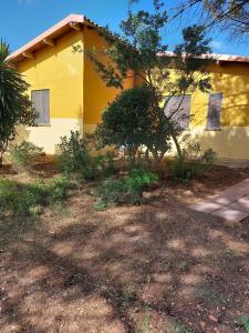 Una casa amarilla con un árbol delante. en Agriturismo I 13 Pini di Putzu Anna Maria, en Giba