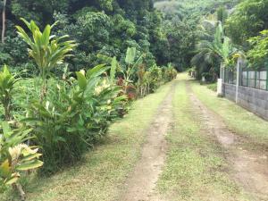 un chemin de terre traversant un champ de bananiers dans l'établissement VAIHEI 22, à Puahua