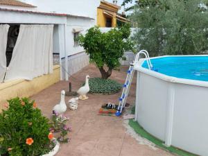 a group of geese in a yard next to a swimming pool at Casa rural la casa del Conde in Puebla de la Parrilla