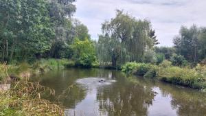 a duck is swimming in a river at Vakantiewoning Den Appel in Dendermonde