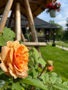 an orange rose is growing in a garden at Ograda Bunicilor Gura Humorului in Gura Humorului
