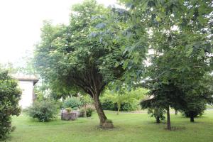un árbol en medio de un patio en ALLOGGIO PREDIO VALCELLE, en Acquapendente