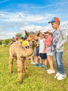 a group of children looking at a brown alpaca at Ranczo Na Sówce in Ciechanowiec