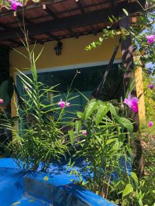 a garden with pink flowers in a blue pond at Odoya Morro de São Paulo in Morro de São Paulo