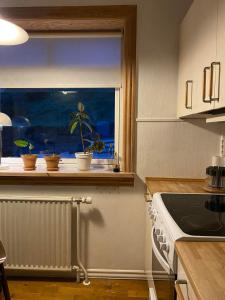 a kitchen with a window with potted plants on a counter at Cosy house near airport in Sørvágur