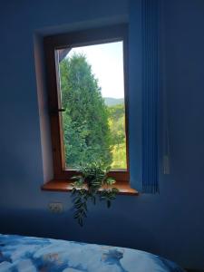 una ventana con una maceta en una habitación azul en Cabană cu teren de tenis, en Băniţa