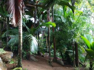 a jungle with palm trees and a dirt trail at A Peace In Paradise in Baie Lazare Mahé