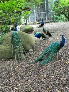 Eine Gruppe Pfauen steht neben einigen Felsen. in der Unterkunft 拇指園民宿 in Guanxi