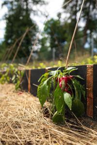 A garden outside Le Wafo