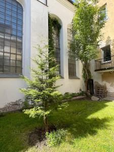 a small pine tree in front of a building at Mikalo House in Vilnius