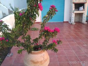 A garden outside Yades elegant villa 2 minutes away from the beach