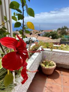 una flor roja está creciendo en un balcón en Guanche Bay, en Santa Cruz de Tenerife
