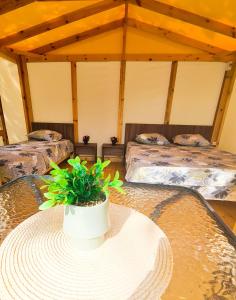 a room with a table with a plant on it at Divoto Glamping in Balchik