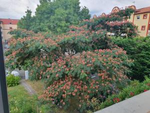 a large bush of flowers in a garden at Villa Argentine T2 classé 2* thème cosy in Dax