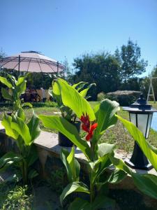 Eine Pflanze mit einer roten Blüte neben einer Bank in der Unterkunft Hotel Sunset Beach in Lozenets