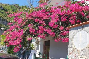 un ramo de flores rosas al lado de un edificio en Amalfi Grace House - seaview, en Amalfi