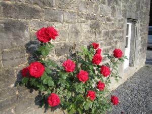 un montón de rosas rojas en una pared de piedra en Cosy Cottage in Barvaux Condroz with Garden, en Barvaux-Condroz