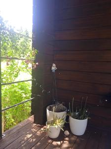 プラマンタにあるEnoroの木製の甲板に座る鉢植え2本