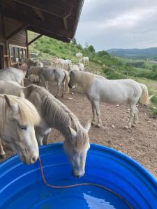 un groupe de chevaux buvant dans un tonneau bleu dans l'établissement Chez Hervé le Châtelet, à La Chaux Neuve