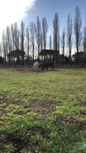 three horses grazing in a field of grass at Casa Equilium 1 in Jesolo