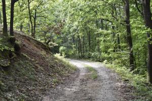 un camino de tierra en un bosque con árboles en Šumska čarolija en Kosjerić