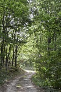 un camino de tierra a través de un bosque con árboles en Šumska čarolija en Kosjerić