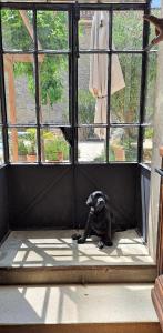 a dog laying on a window sill looking out at Logement Onze Chambres & G&icirc;tes in Raissac-dʼAude