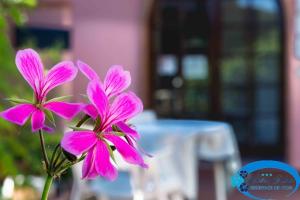 two pink flowers in front of a table at Hotel Elba in Marina di Campo