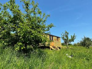 Woodpecker Hill - apple orchard in Alfriston في ألفريستون: كابينة في وسط ميدان عشب طويل