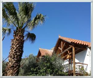 eine Palme vor einem Haus in der Unterkunft Olive tree Cottages in Palaiochóra