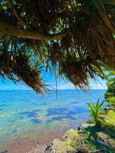 a view of the ocean from under a tree at O'coco Bungalow in Paea