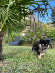 un perro pequeño corre en el césped en Superbe villa apaisante, vue sur la loue en Mouthier-Haute-Pierre