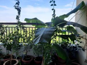Giardino di Sublime Homestay