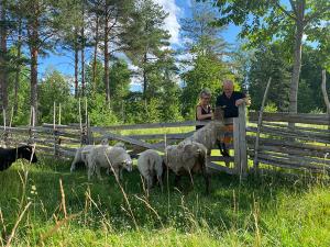 un hombre y una mujer de pie junto a una valla con ovejas en Vimmerby Stugby, en Vimmerby