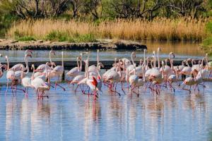 a flock of pink flamingos walking in the water at Villa 110m2, 3 chambres, piscine. in Uchaud