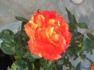 a red and yellow flower on a plant at Athina Studios in Argasi