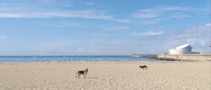 two dogs standing on a beach near the ocean at Maria do Mar_As Três Marias in Matosinhos