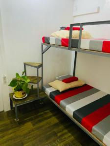 a room with two bunk beds and a plant at Babu Backpackers inn in Moalboal