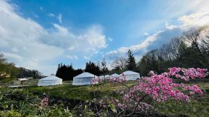 un gruppo di tende bianche in un campo con fiori rosa di miniモンゴルキャンプ場 a Gujo