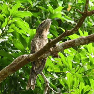 un pequeño pájaro sentado en una rama de árbol en Alter Native Stay, en Tapokreng
