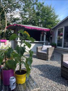 a patio with a plant in a yellow pot and a couch at The Croft Accommodation in Gamrie