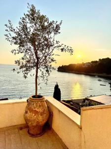 a tree in a large vase sitting on a ledge at Apartments Domani in Omiš