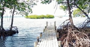 un puente de madera sobre un cuerpo de agua con árboles en Coco Key EcoLodge - Breakfast - Sea en Bocas del Toro