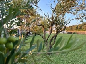 a tree in the middle of a green field at Podere Cala Viola in Porto Conte