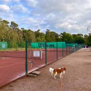 un perro blanco y marrón parado junto a una pista de tenis en Havsbadens B&B, en Ängelholm
