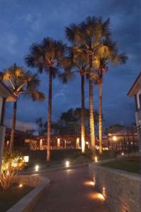 un grupo de palmeras por la noche con luces en Quinta Santa Bárbara Pirenópolis, en Pirenópolis