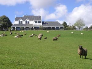 a herd of sheep grazing in a field in front of a house at Country Homestead at Black Sheep Farm in Waipu