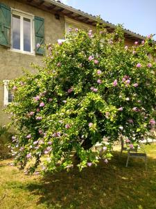 a large bush of pink flowers in front of a house at Pyrenees Vue Gite - Vues Fantastique, Parking Gratuit Sur Place & Piscine in Saint-Gaudens