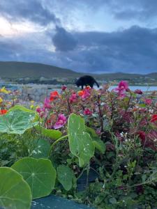 un gato negro caminando por un jardín con flores en Carraig Inn, en Derreen